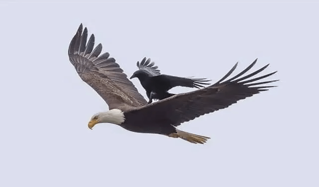 Eagle min